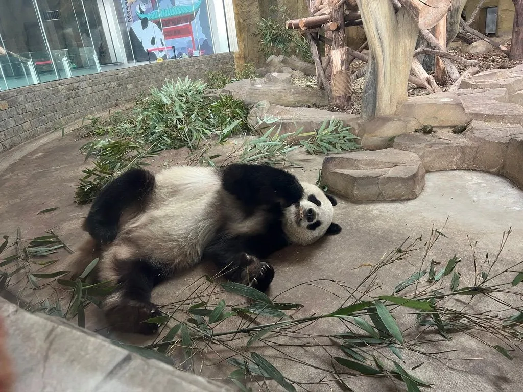 A giant panda lying on its back on a concrete enclosure floor, surrounded by scattered bamboo branches